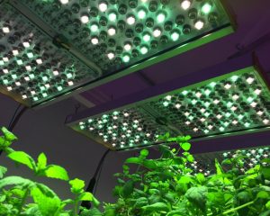 Phytofy LED panels for research