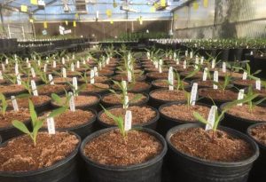 plants in the greenhouse of BioConsortia