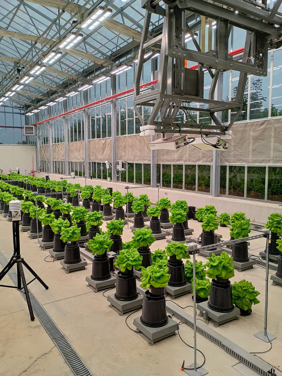 H-Portal scanning rows of plants at the Plant Flow Solutions greenhouse installation