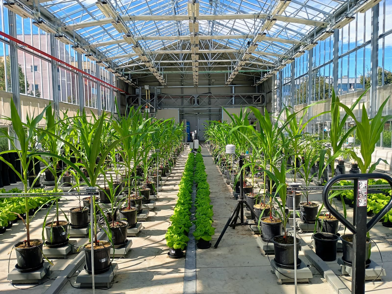 Plant Flow Solutions greenhouse installation with rows of trial plants
